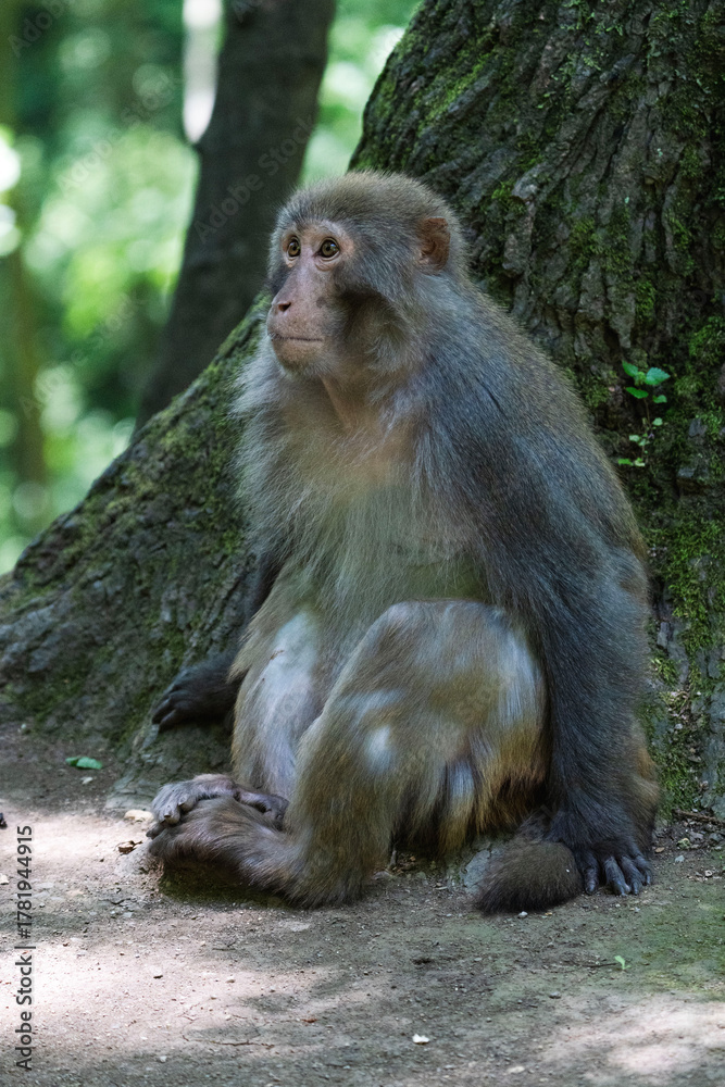 Naklejka premium Urban macaques eating human food in Qianlingshan Park, Guiyang, China