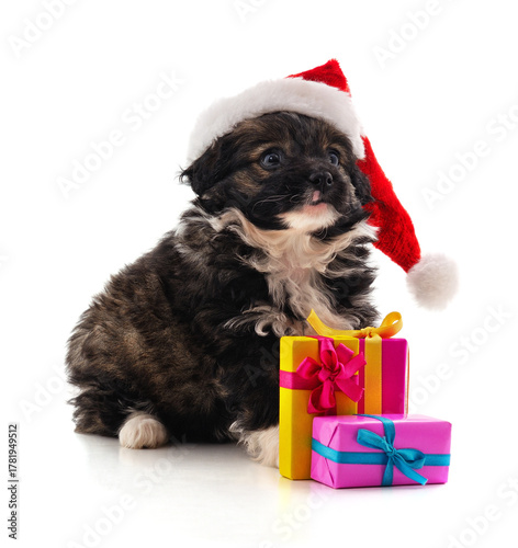 Puppy in Santa hat with Christmas gifts.