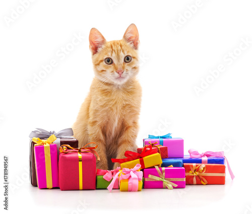 Cat with wrapped presents tied with ribbons isolated on white background.
