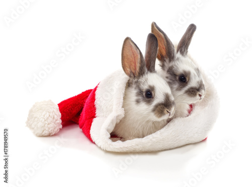Cute two rabbits wearing Santa hat isolated on white background.