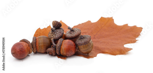 Autumn oak leaves with acorns on white background.