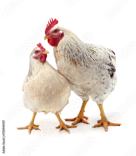 Rooster and hen stand together isolated on white background.