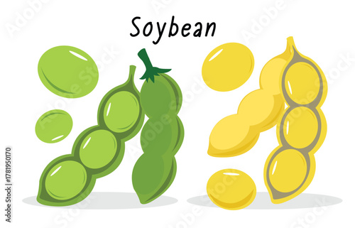 Vector illustration of green and yellow soybeans