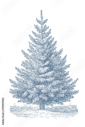 Detailed illustration of a majestic evergreen fir Christmas tree. Vintage woodcut linocut engraving style vector illustration.