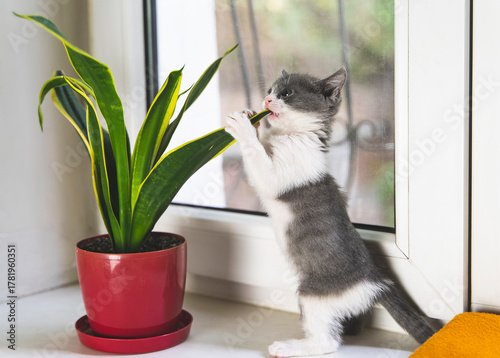 Curious kitten biting houseplant leaf on windowsill