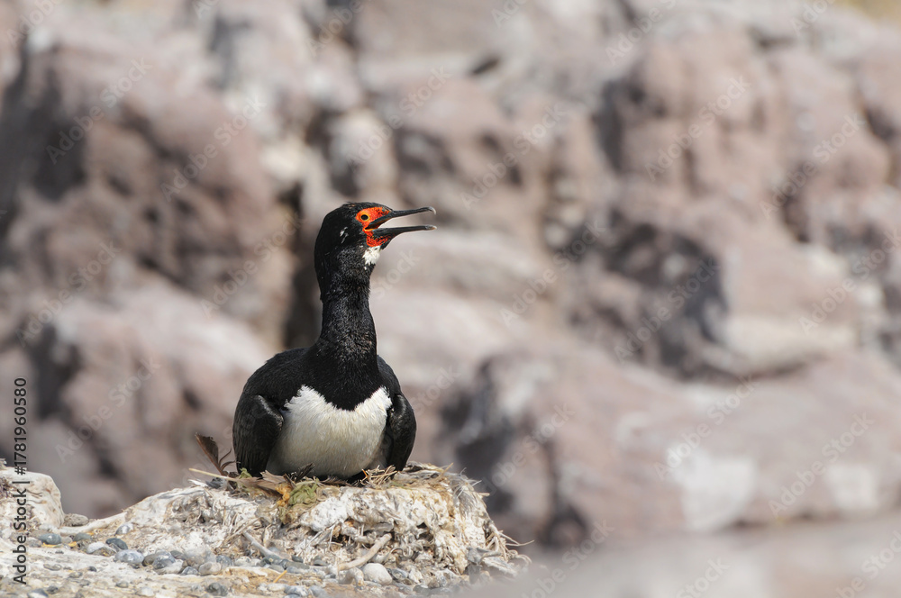 Fototapeta premium Cormorán roquero en nido