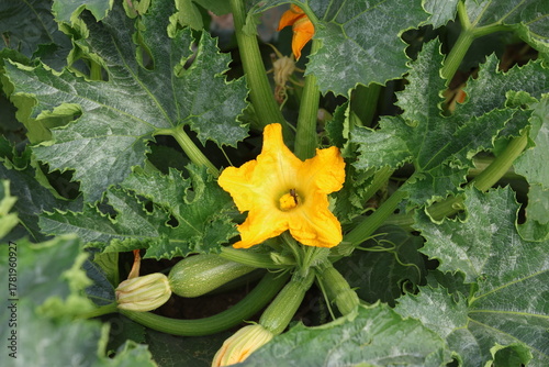 Young Zucchinis Blooming in Garden Field