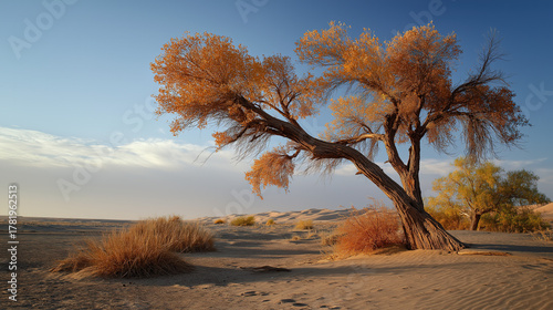 Populus Euphratica in Desert, Golden Autumn Scenery, Gobi Desert Natural Landscape
