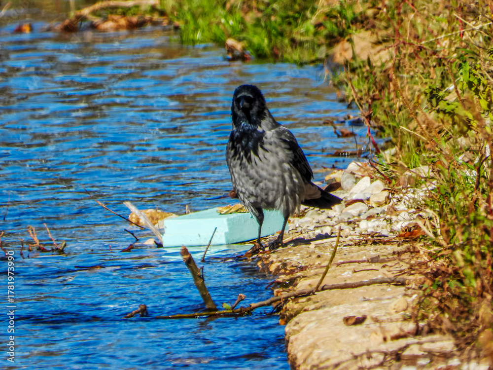 Fototapeta premium Hooded Crow Standing by the River Bank