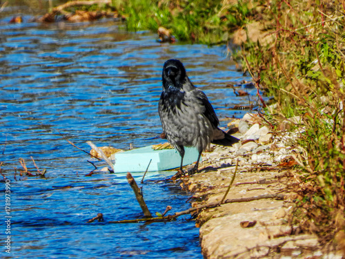 Hooded Crow Standing by the River Bank