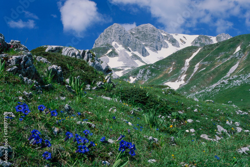 High mountain flowers in June, Abruzzo, Lazio, Molise National Park, Italy