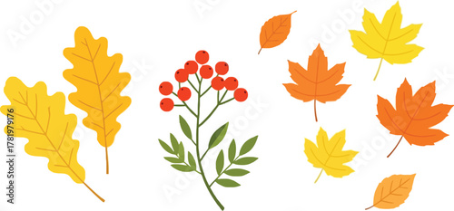 Vibrant autumn leaves and berries for cheerful fall designs create a warm seasonal vibe, perfect for thanksgiving cards or autumnal promotions