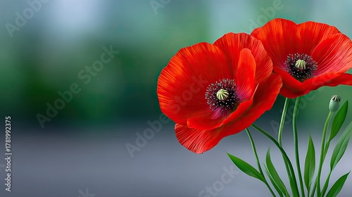 Fototapeta Naklejka Na Ścianę i Meble -  Close Up Macro Photo Of Two Vibrant Red Poppies With Green Stems And Buds Soft Blurry Background In Natural Light