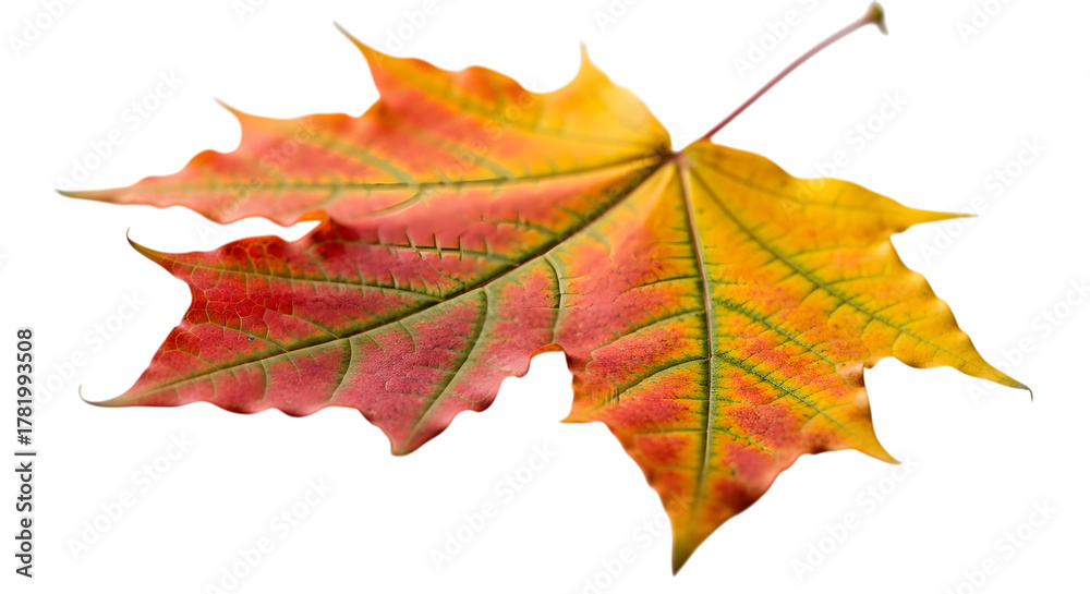 Obraz premium Autumn maple leaf isolated on transparent background
