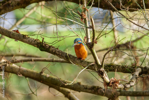 A vibrant kingfisher perched gracefully on a tree branch, showcasing its brilliant blue and orange plumage in natural daylight. Perfect for nature, wildlife, and bird photography collections.