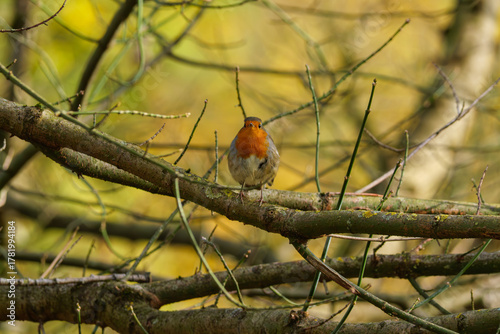 Close-up portrait of a European robin perched on a tree branch, showing its warm orange breast and fine feather details in natural light. Ideal for nature, wildlife, and bird photography collections. 