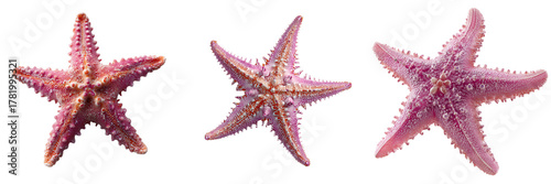 Set of Bright pink sea star fish centered on transparent png background. Ai generated