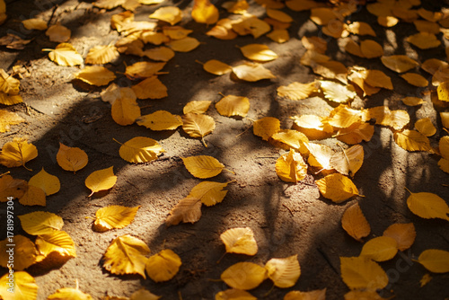 Golden autumn leaves casting vibrant shadows on the ground in soft sunlight