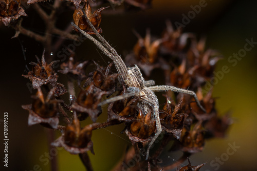 Spinne an einem Herbstmorgen