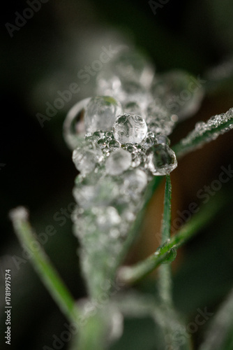 Erster Frost