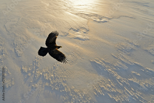 golden eagle flying over the frozen tundra, its shadow stretching across the icy plains