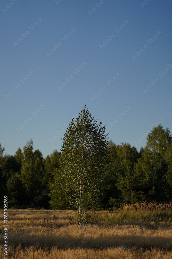 Fototapeta premium Golden Hour in the Meadow