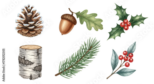 Pine cones, acorn, holly, and birch in colorful botanical style  