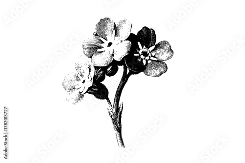 Whispers Forget Me Not | Clean, isolated vector art for creative projects.