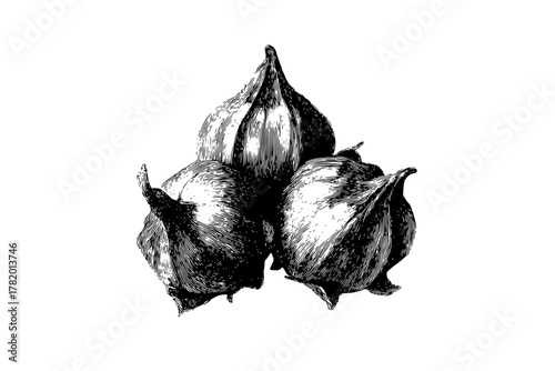 Fruits Sea: Three Cent Filbert Buds | Clean, isolated vector art for creative projects.