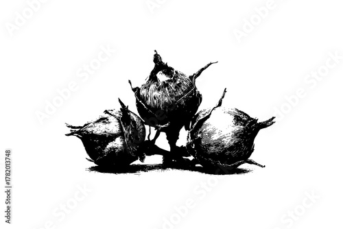 Silent Symphony: Three Filberts Black White | Clean, isolated vector art for creative projects.