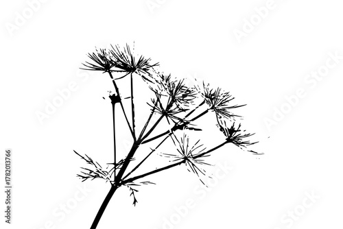 Whispers Wind: Close- Study Fennel Fronds | Clean, isolated vector art for creative projects.