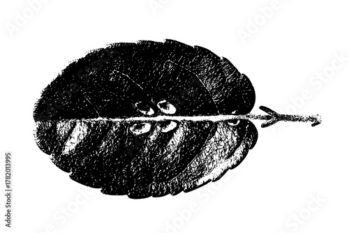 Nature's Artistry: Close- Cotoneaster Leaf Scar | Clean, isolated vector art for creative projects.