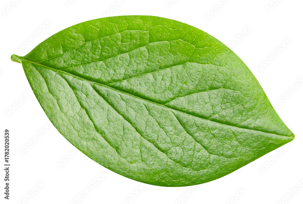 Obraz premium leaf isolated on white background