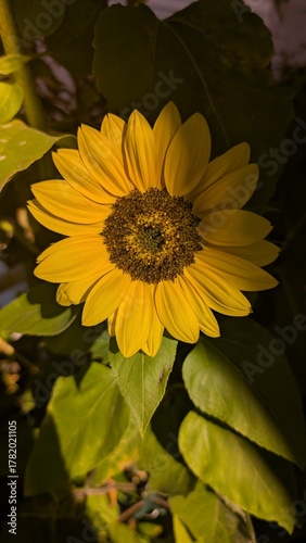 Sonnenblume