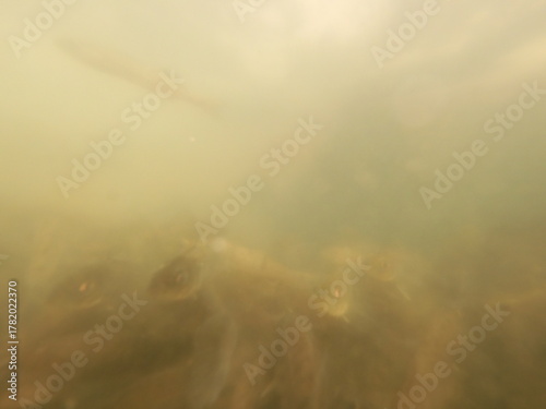 Bilde på lerret stocking pikeperch into a freshwater reservoir