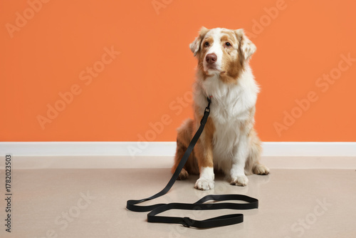 Fotografi Cute Australian Shepherd dog with leash sitting near orange wall