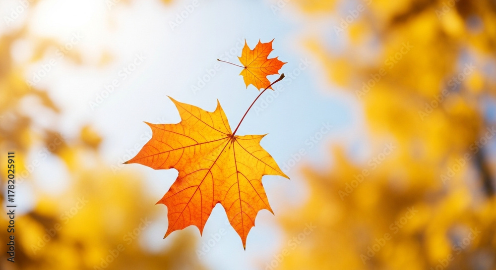 Obraz premium Vibrant autumn maple leaves falling against a bright sky.