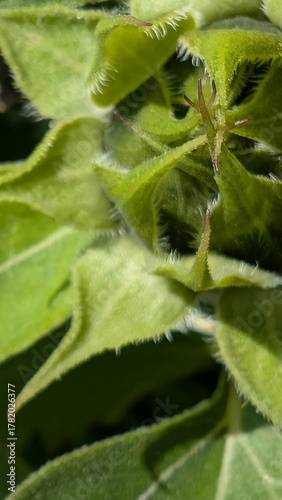 Sonnenblume