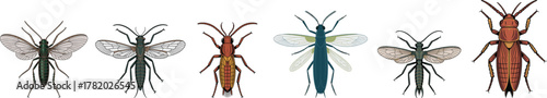 Vintage Insect and Bug Collection Vector: Detailed Engraving Style Illustration of Various Winged and Wingless Insects