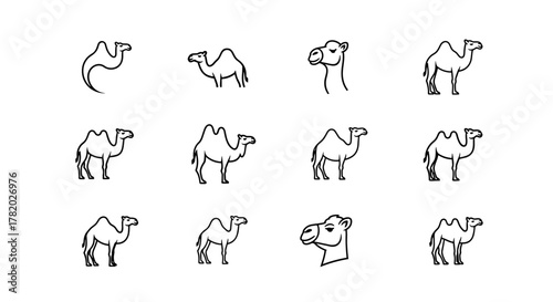 Collection of twelve minimalist line art camel illustrations, featuring various poses and perspectives, including full body shots and head close-ups, presented on a clean white background, ideal for
