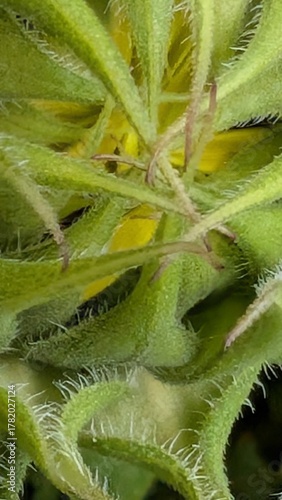 Sonnenblume
