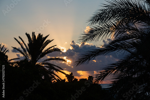 Sunrise with palms, clouds and sun rays