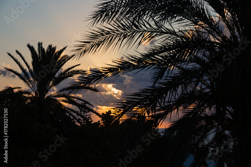 Sunrise with palms, clouds and sun rays