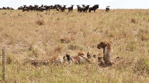 Nashipai cheetah and her cubs eating on a fresh kill, Masai Mara