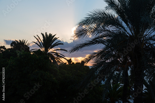 Sunrise with palms, clouds and sun rays