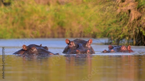 Hippo in Pool in morning light, Masai Mara