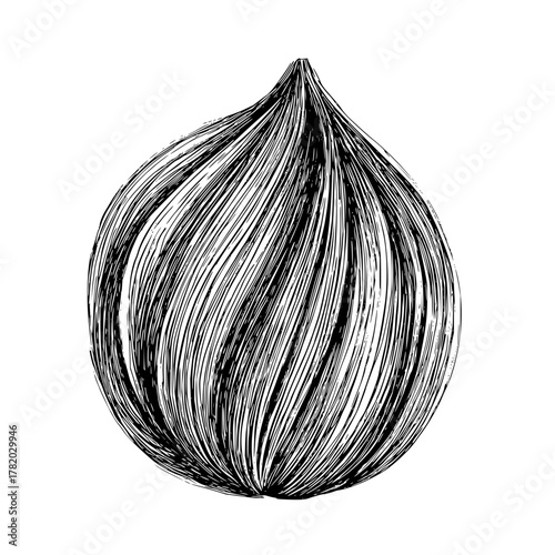 Illustration of onion vegetable drawing in black and white detailed line art style organic food vector design