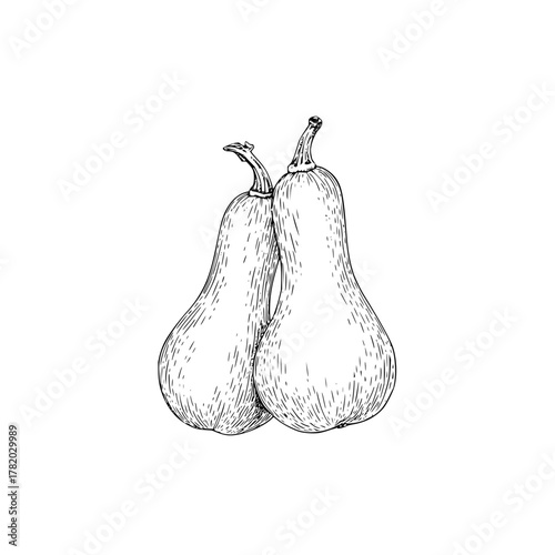 Butternut squash drawing vector illustration for autumn harvest seasonal food and cooking design 100