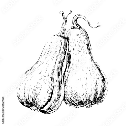 Butternut squash illustration vector drawing graphic design food ingredient healthy eating autumn harvest art