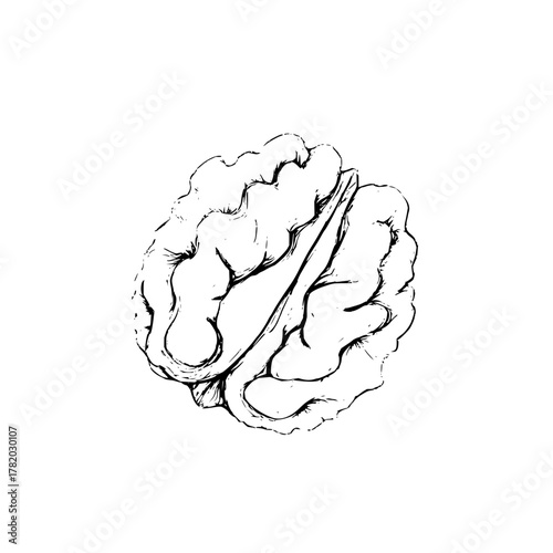 Brain drawing illustration for medical research and science with detailed anatomical structure sketch art